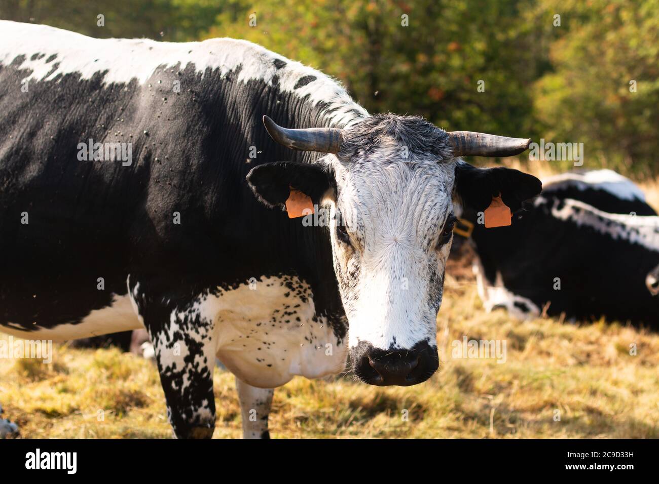 Bovini biologici razza mucca bovina nei campi di montagna nel pomeriggio estivo Foto Stock