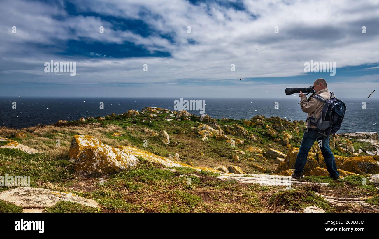 Fotografo di fauna selvatica con teleobiettivo in azione sparando uccelli marini in volo sul bordo della scogliera. Isole Saltee, Irlanda del Sud. Foto Stock