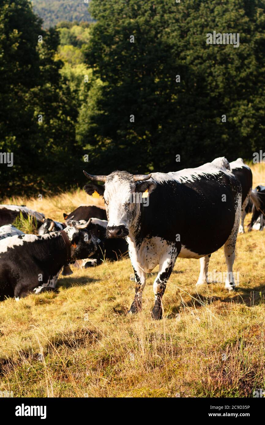 Bovini biologici razza mucca bovina nei campi di montagna nel pomeriggio estivo Foto Stock
