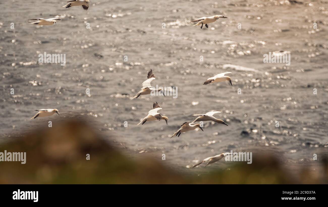 Uccelli marini, Gannetti settentrionali, Morus faganus, che sorvolano il mare. Great Saltee Island, Irlanda. Foto Stock