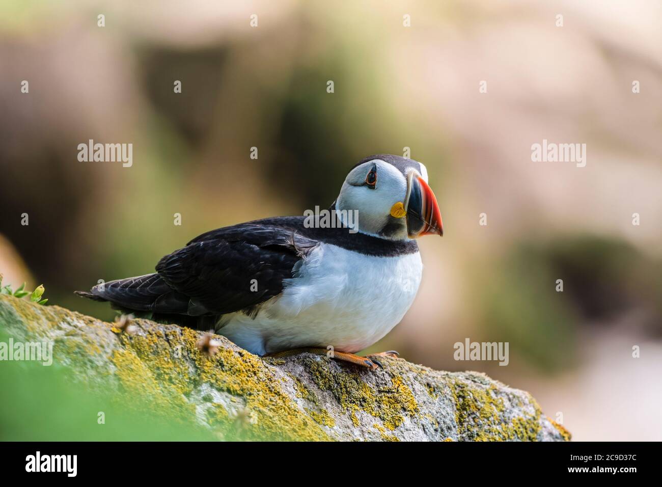 Puffin Atlantico, Fratercla artica, che riposa in cima ad una scogliera. Sfondo morbido Great Saltee Island, Irlanda del Sud. Foto Stock