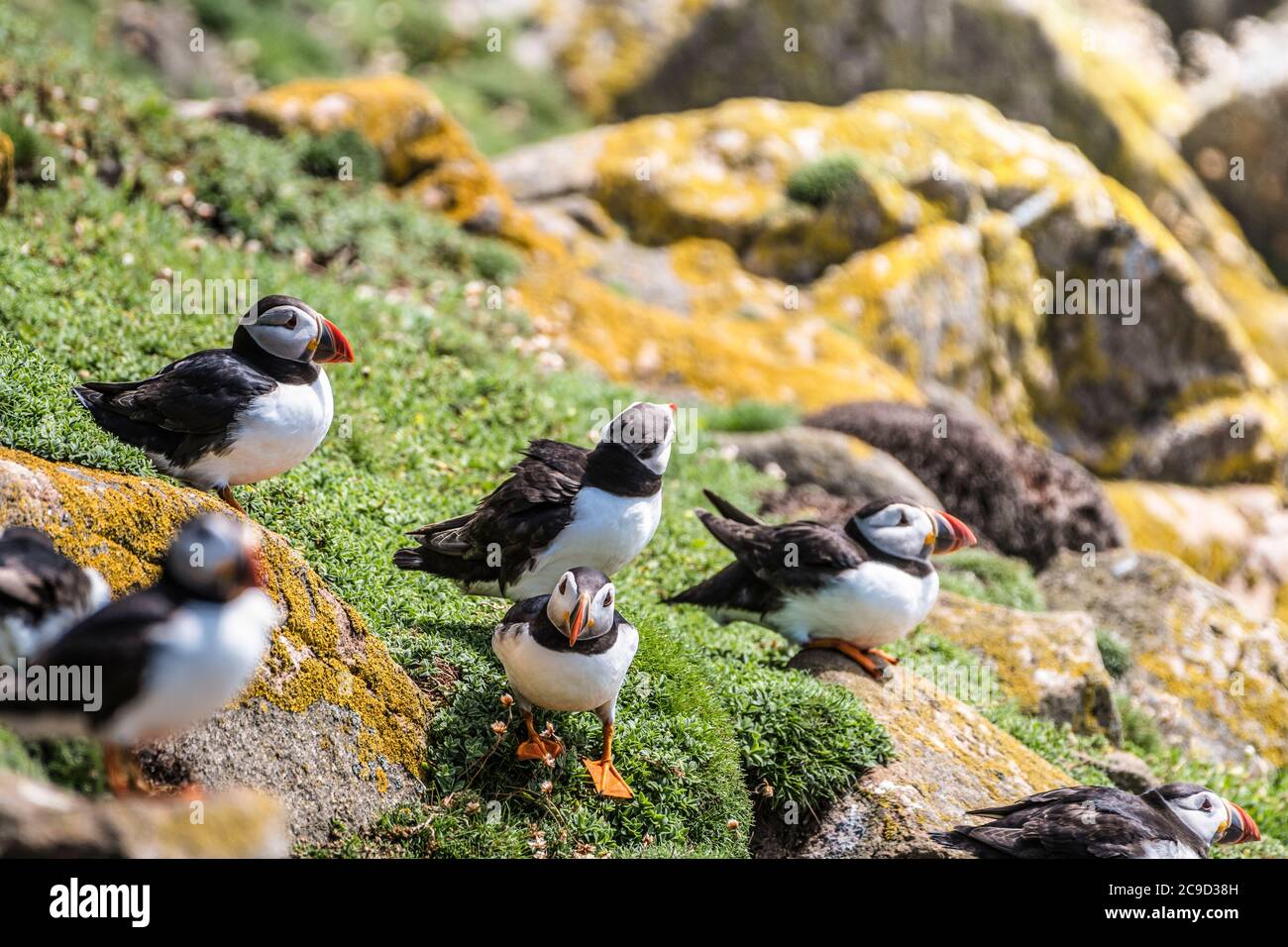 Gruppo di pulcinelle atlantiche, Fratercola arctica, che riposa in cima ad una scogliera sulla sporgenza. Great Saltee Island, Irlanda del Sud. Foto Stock