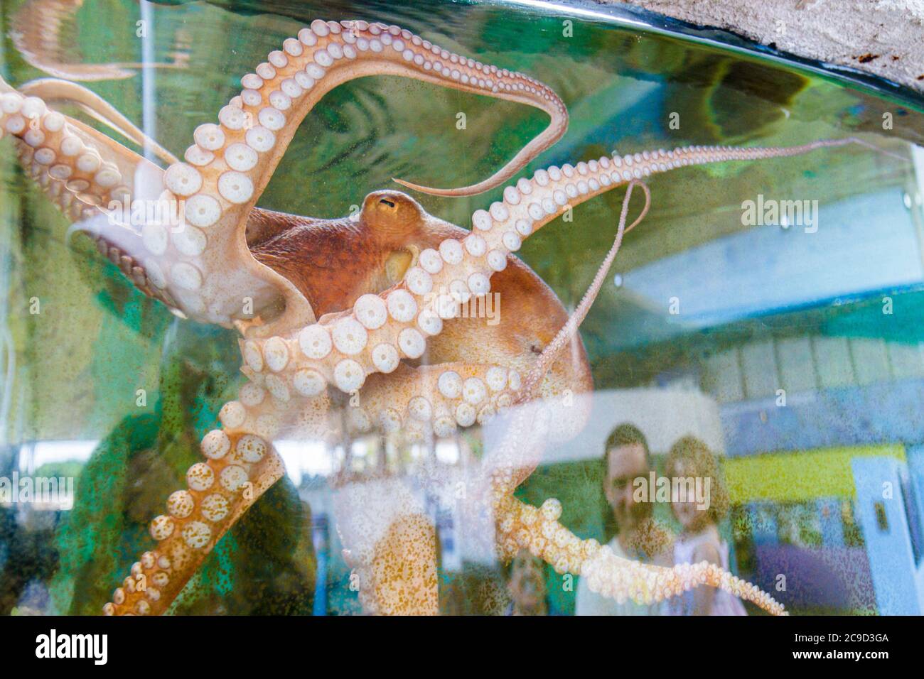 Sarasota Florida, Lido Key, Mote Marine Laboratory Aquarium, polpo, serbatoio, ventose, visitatori viaggio viaggio turistico tour punti di riferimento Foto Stock
