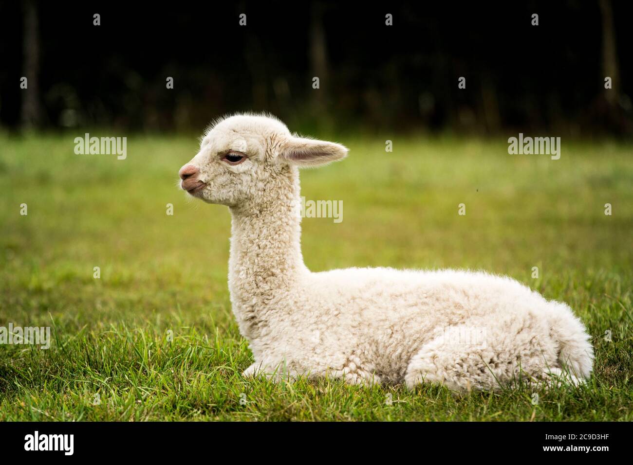 Alpaca bianca bambino seduto sull'erba Foto Stock