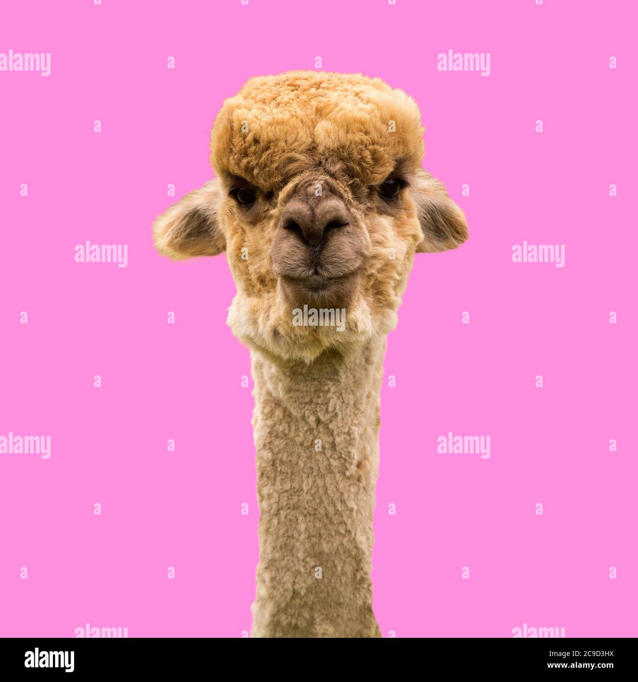 Simpatica alpaca marrone su sfondo rosa Foto Stock