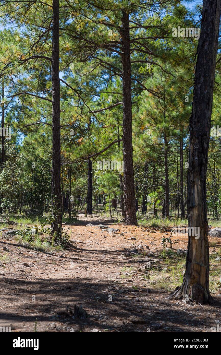 Vicino a Creel, Chihuahua state, Messico. Pineta nella Sierra Madre. Foto Stock