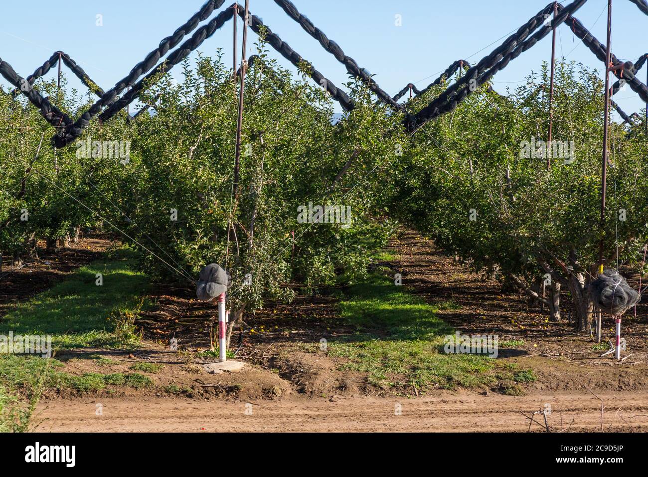 Chihuahua Agribobusiness: Frutteto di mele visto da El Chepe treno tra Chihuahua e la Junta, Chihuahua Stato, Messico. Foto Stock