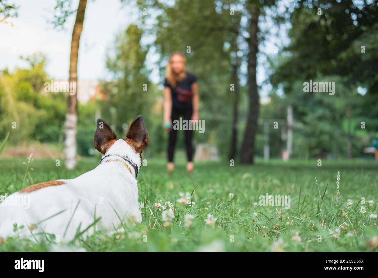 Cane nel parco esercizio con il proprietario. Giocare con animali domestici, addestramento di obbedienza del cane, passare il tempo all'aperto Foto Stock