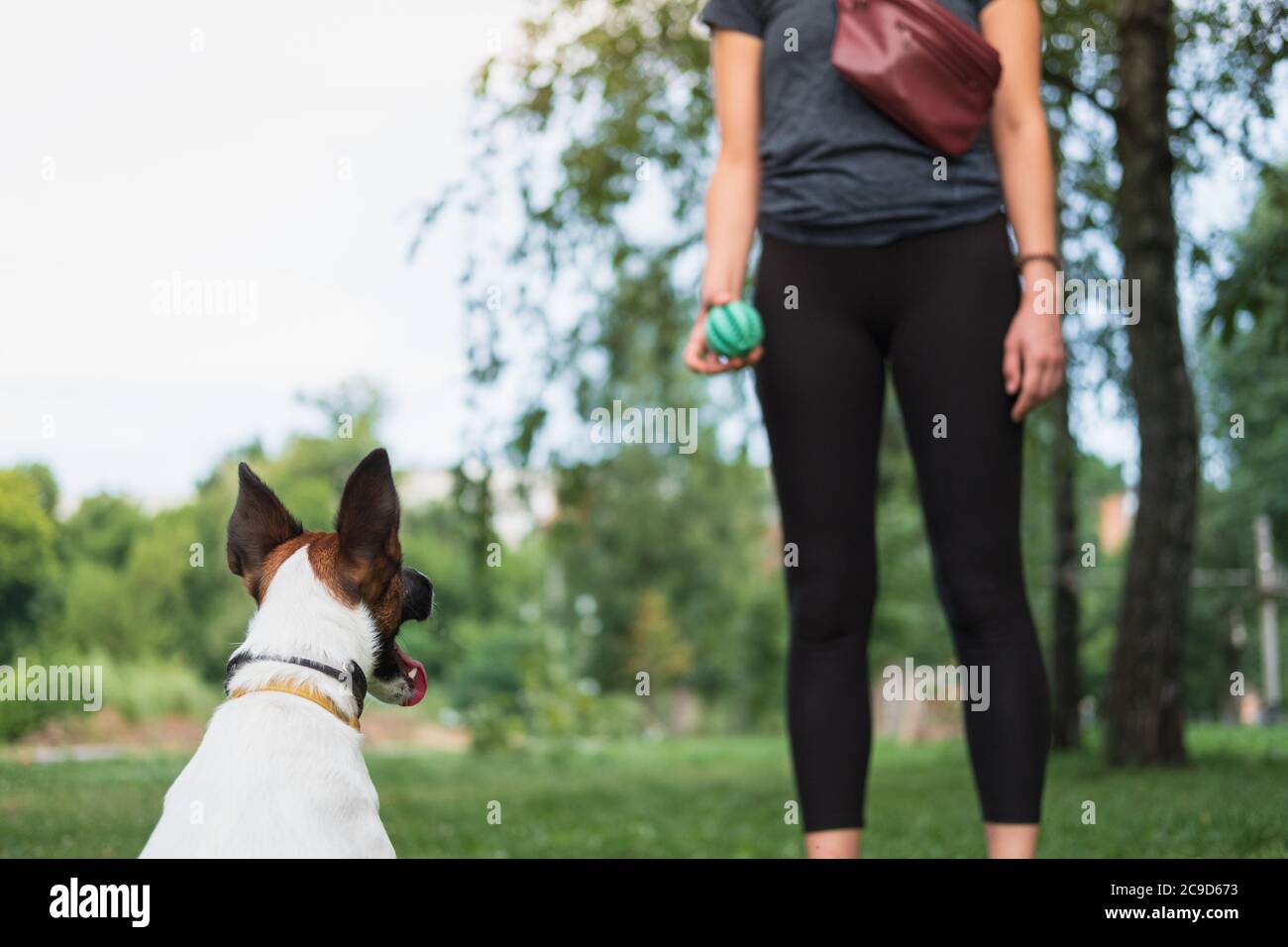 Cane nel parco che gioca con il proprietario. Esercitarsi con gli animali domestici, addestramento di obbedienza del cane, passare il tempo all'aperto Foto Stock