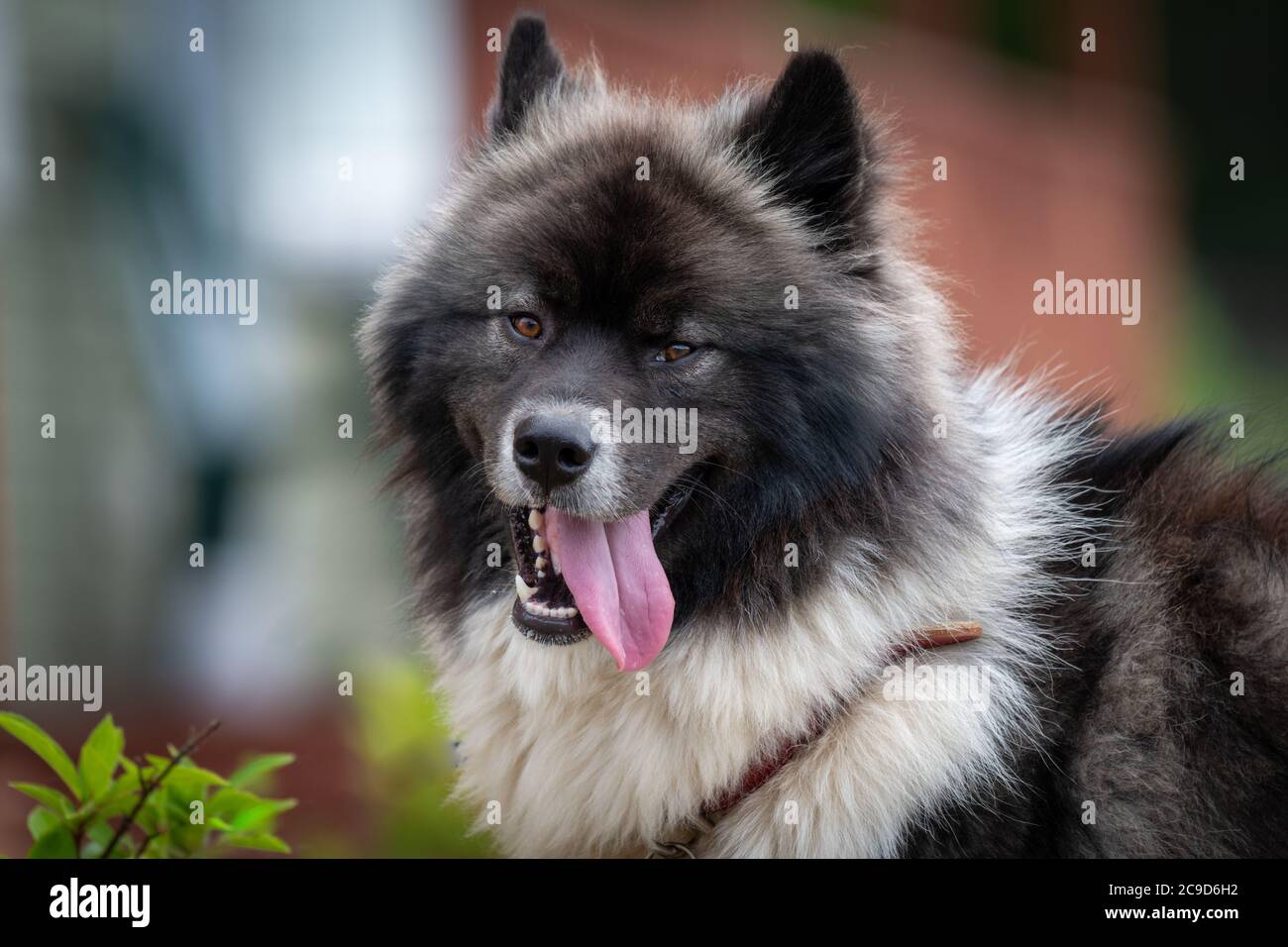 Tongue out chow chow immagini e fotografie stock ad alta risoluzione - Alamy