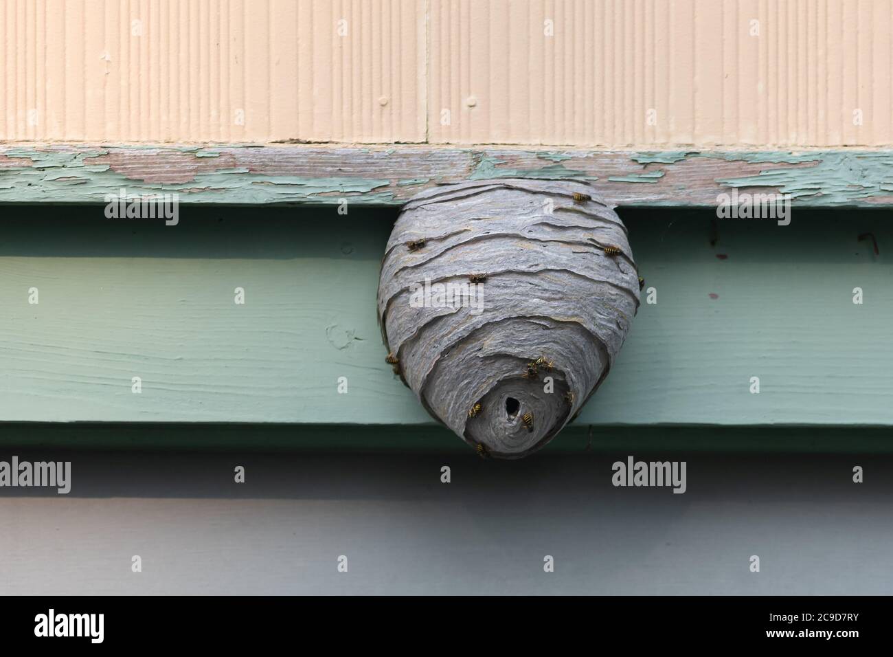Un grande nido di calabroni di vespa è attaccato ad una parete verde di legno. Foto Stock