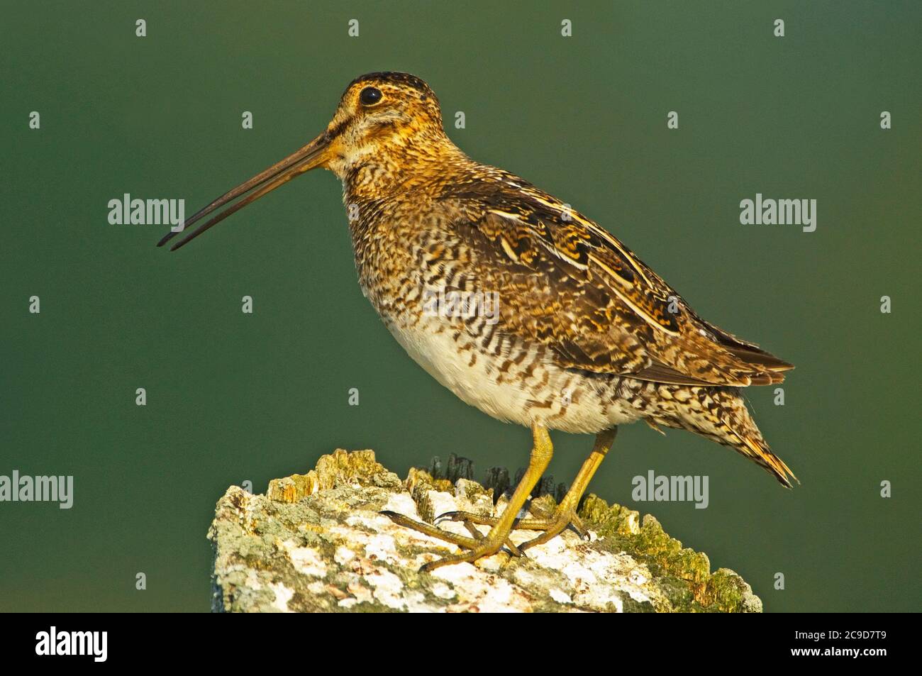 Il cecchino di Wilson arroccato sul posto Foto Stock