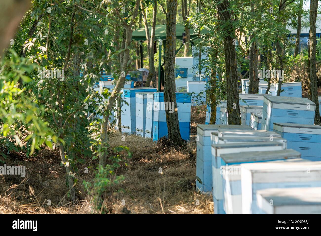 Una fila di alveari d'api all'ombra tra gli alberi da frutto. Foto Stock