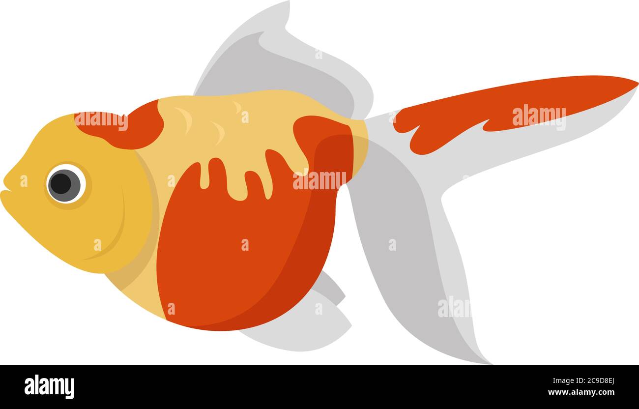 Pearlscale goldfish, illustrazione, vettore su sfondo bianco Illustrazione Vettoriale