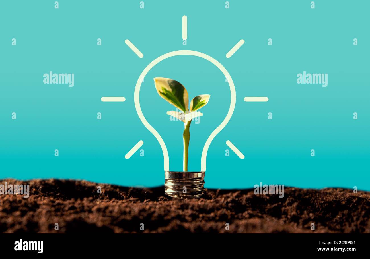 Lampadina con pianta crescente. Ambiente ecologico e sostenibile Foto Stock