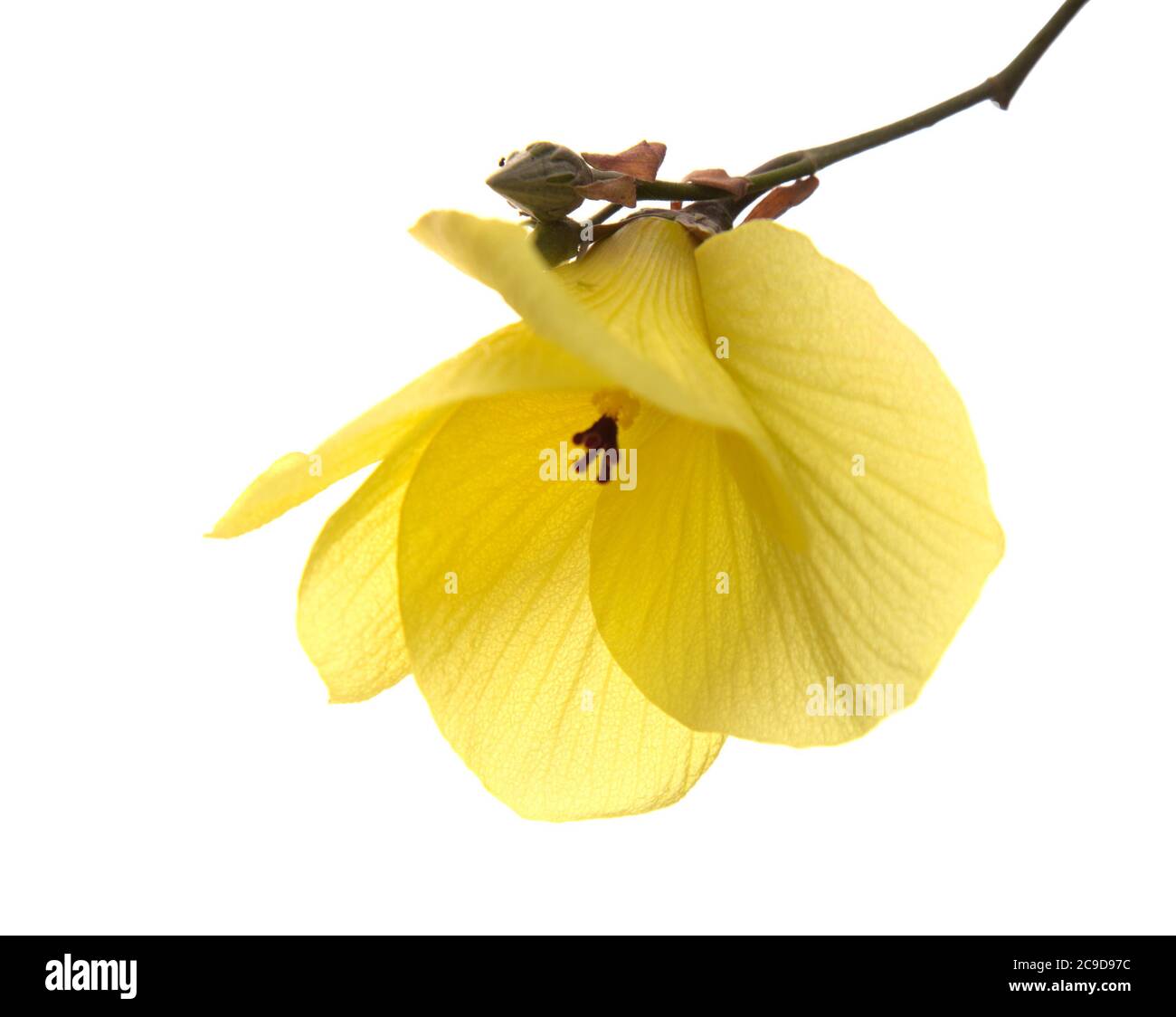 Ibisco marino, ibiscus tiliaceus, isolato su sfondo bianco Foto Stock