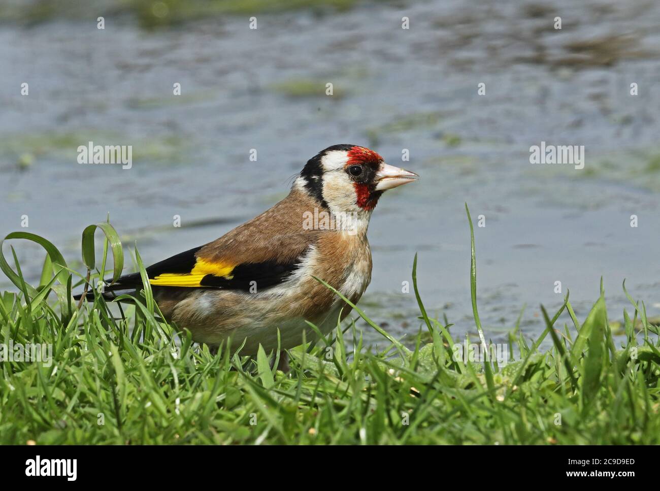 European Goldfinch ( Carduelis carduelis britannica) femmina adulta in piedi presso lo stagno Eccles-on-Sea, Norfolk, Regno Unito giugno Foto Stock