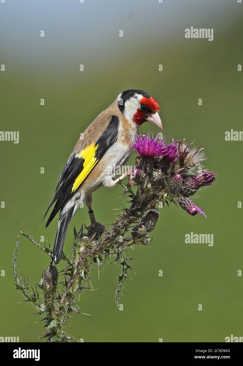 European Goldfinch (Carduelis carduelis britannica) femmina adulta che si nutre di semi di Marsh Thistle (Cirsium palustre) Eccles-on-Sea, Norfolk, UK Foto Stock