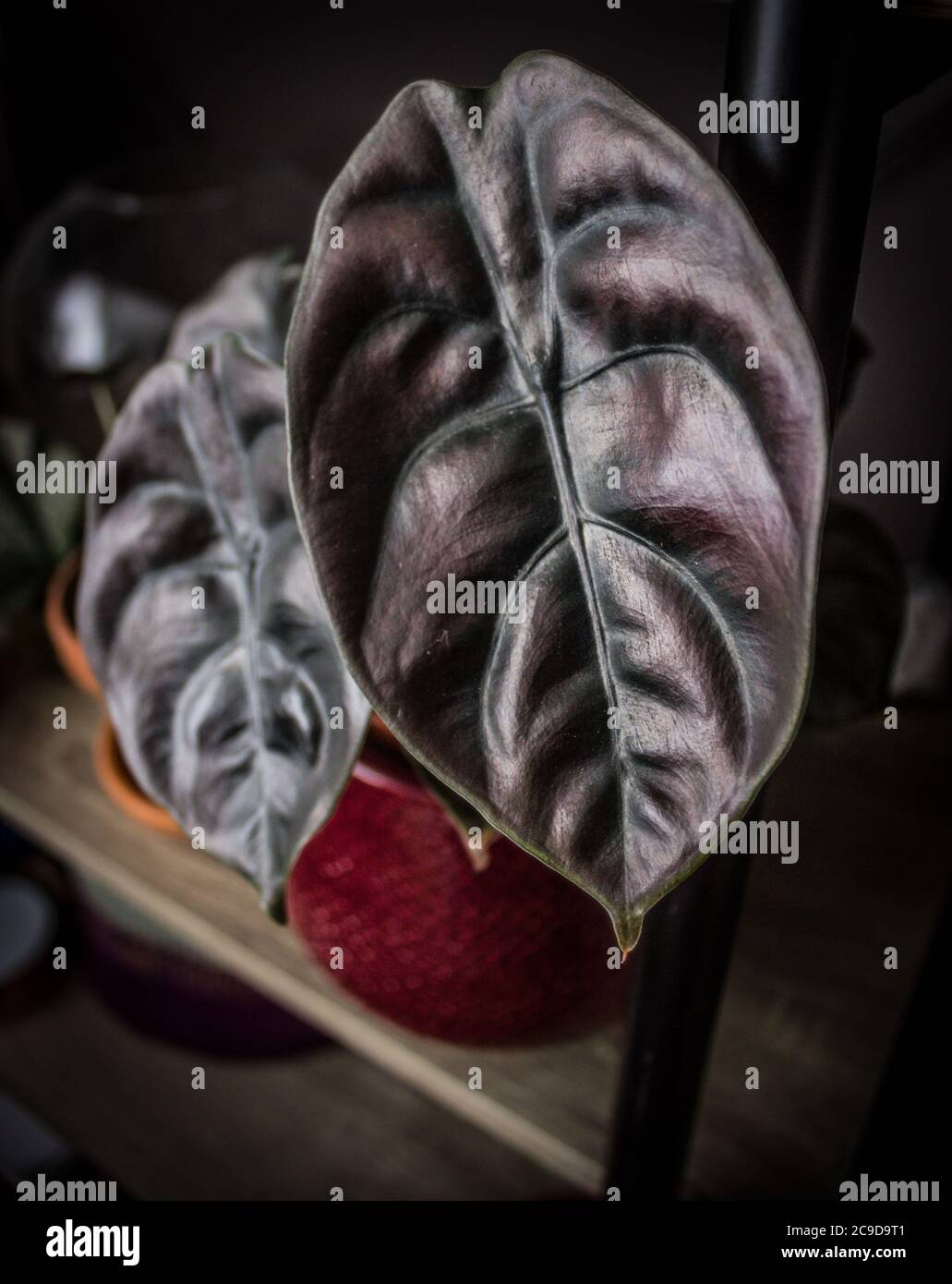 Alocasia Houseplant Red Secret. Pianta tropicale vasata su uno sfondo di mensola. Esotico dettaglio houseplant alla moda. Foto Stock