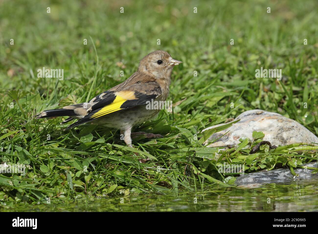 European Goldfinch (Carduelis carduelis britannica) giovani al bordo dello stagno Eccles-on-Sea, Norfolk, Regno Unito luglio Foto Stock