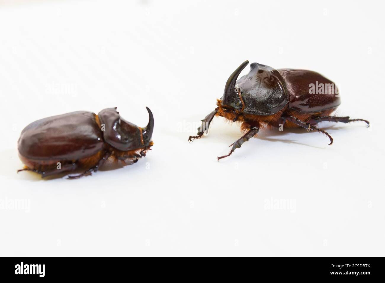 Rhinoceros beetle close up - studio shot, biologia insettoide, vita selvaggia, maschile e femminile Foto Stock