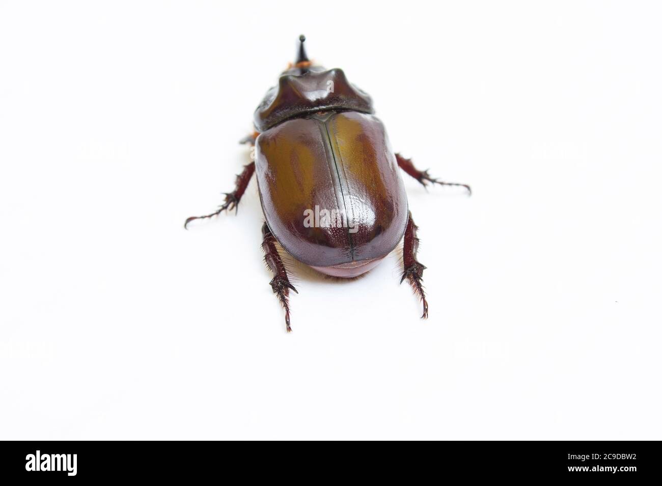 Rhinoceros beetle close up - studio shot, biologia insettoide, maschio, vita selvaggia Foto Stock