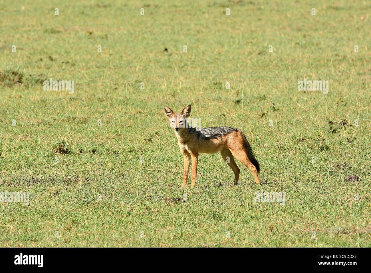 Jackal nero-backed, Schabrackenschakal, Canis mesomelas, panyókás sakál, Maasai Mara National Reserve, Kenya, Africa Foto Stock
