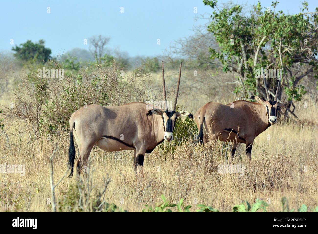 Orice orice frangia, Beisa-Oryx, Oryx beisa callotis, bojtos fülű bejza, Parco Nazionale Tsavo Est, Kenya, Africa Foto Stock