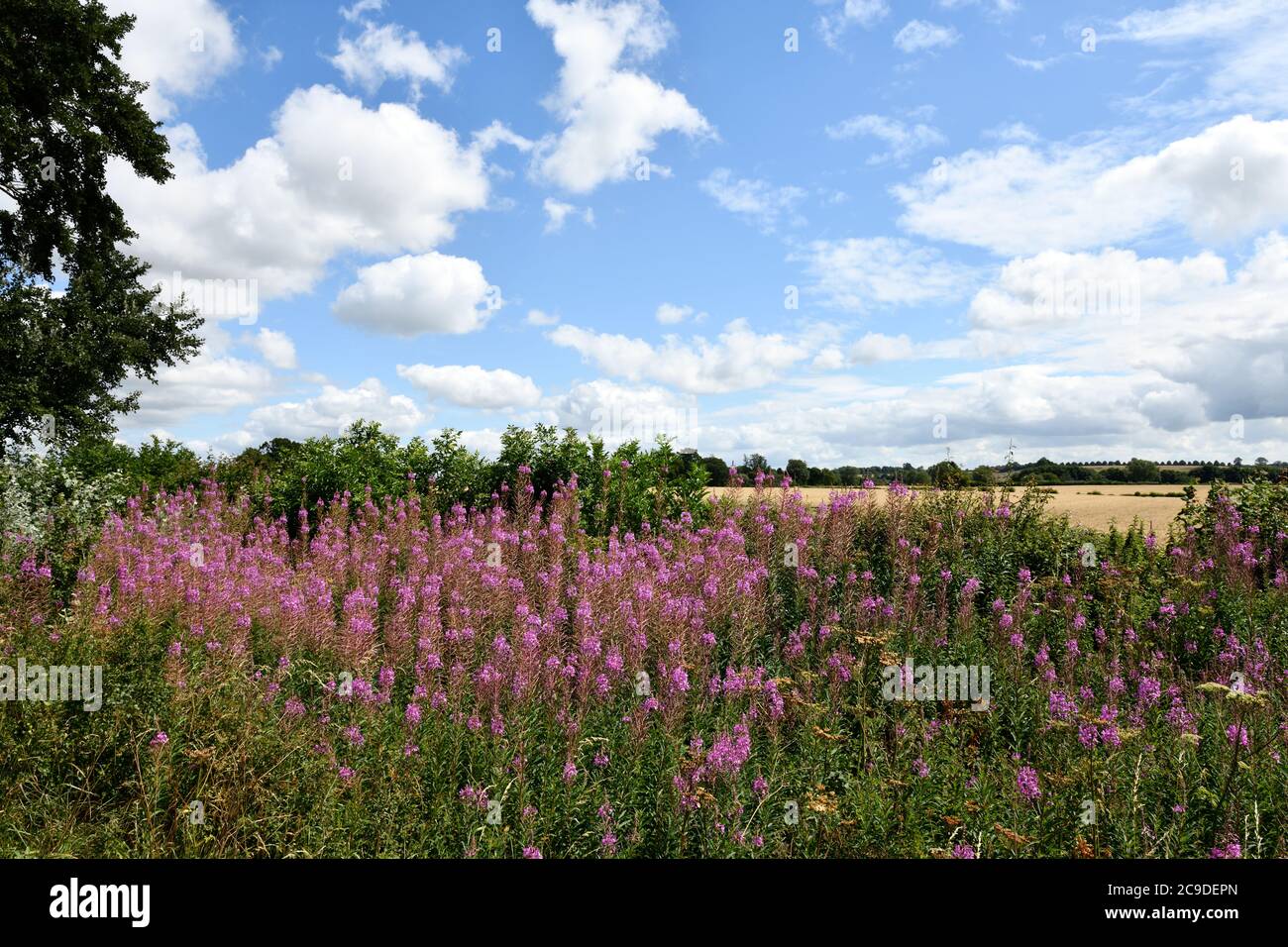 Rosebay Willowwib (Chamaenerion) Foto Stock