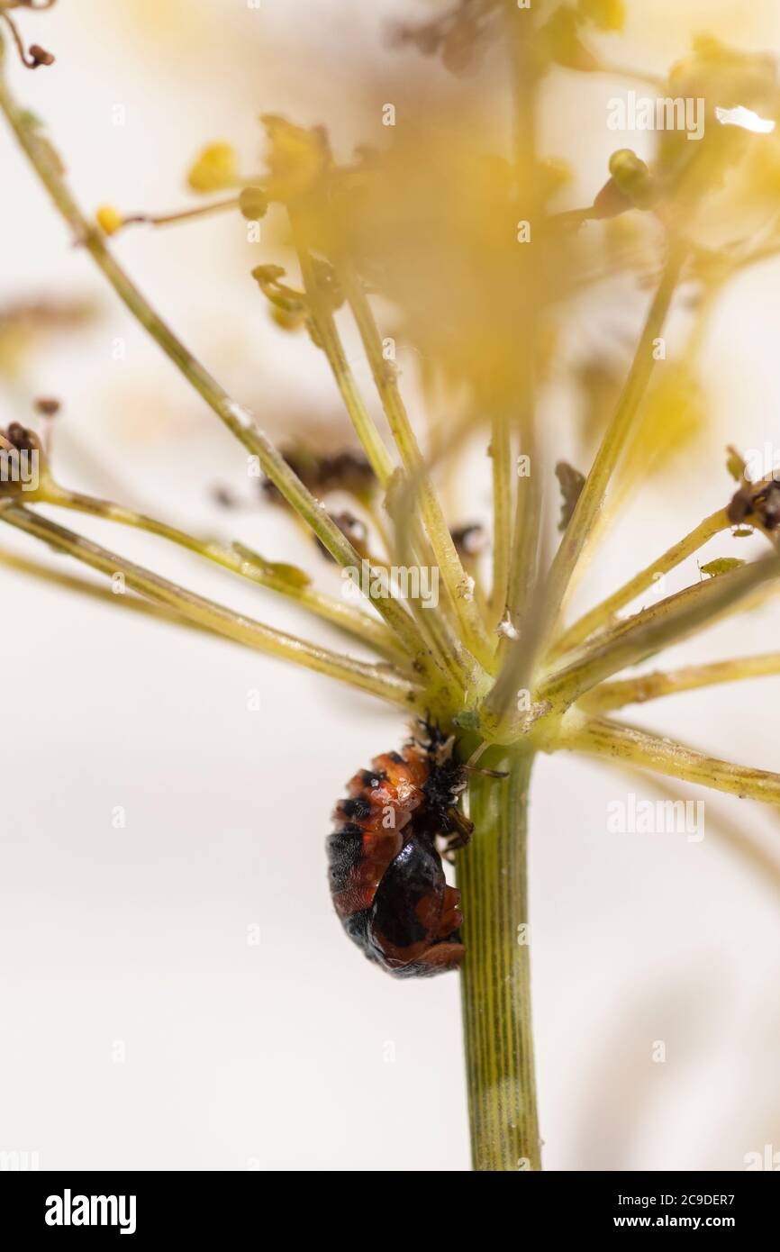 2-spot ladybird (Adalia bipunctata) pupe Foto Stock