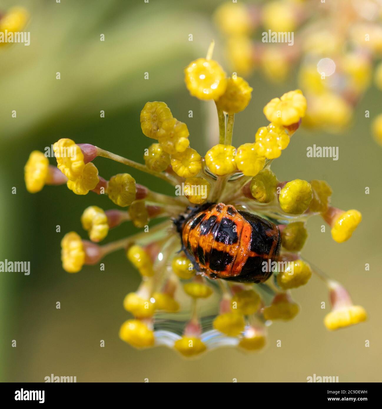 2-spot ladybird (Adalia bipunctata) pupe Foto Stock