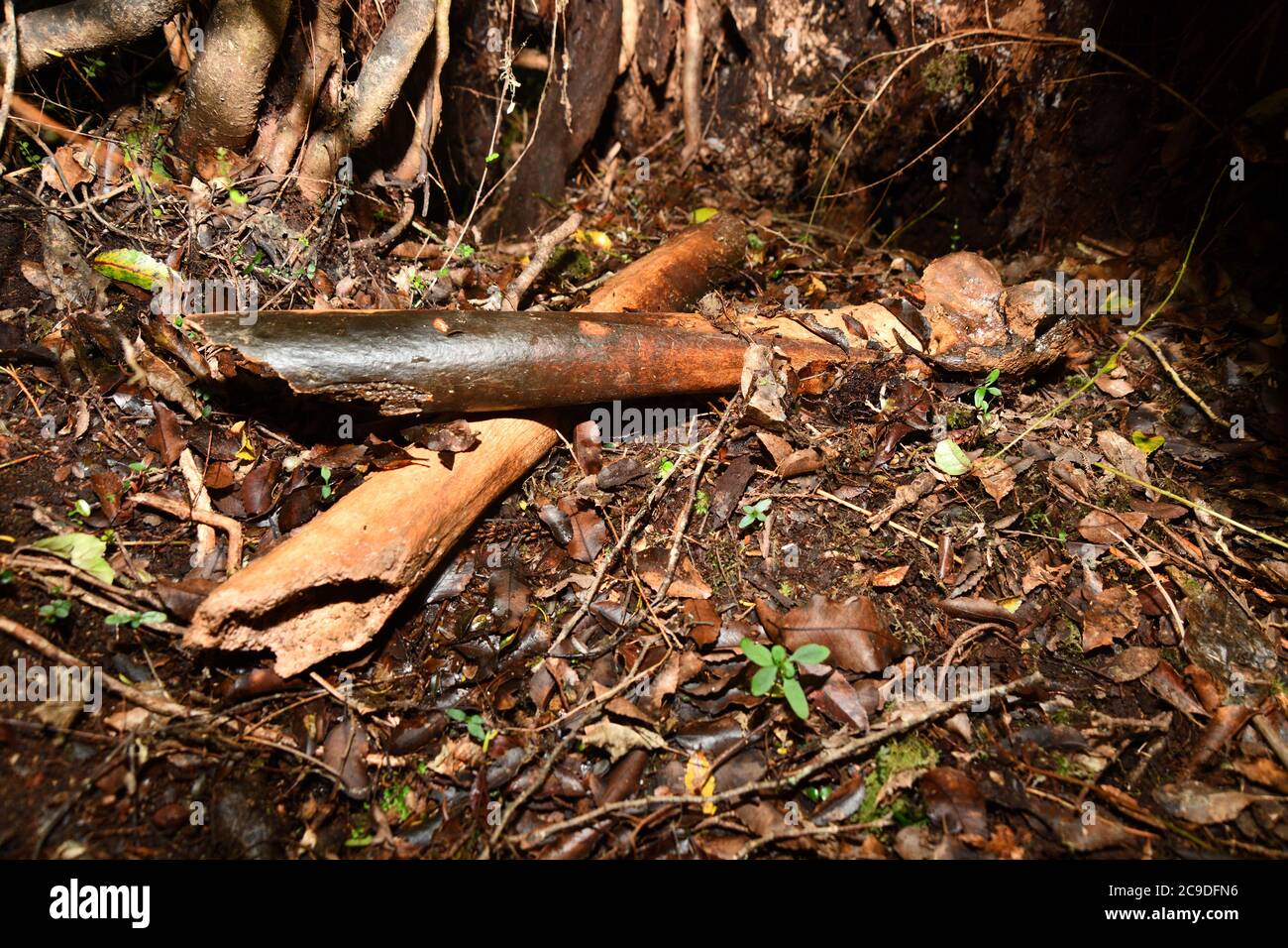 Ossa delle gambe di un moa orientale, Emeus crasso, una moa relativamente a zampe corte, ingombrante, di medie dimensioni, proveniente dalla Nuova Zelanda. Ora estinto. Foto Stock