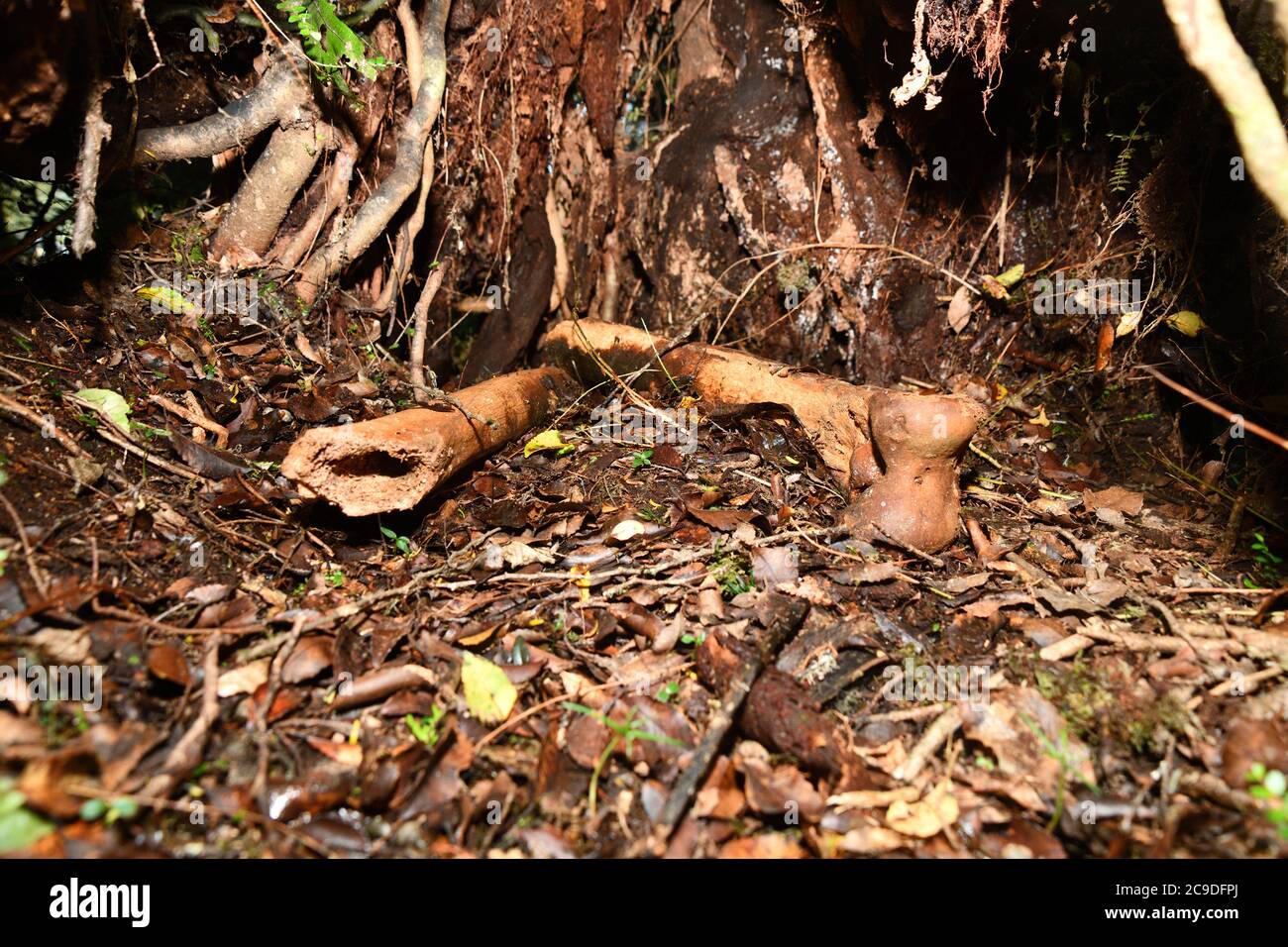 Ossa delle gambe di un moa orientale, Emeus crasso, una moa relativamente a zampe corte, ingombrante, di medie dimensioni, proveniente dalla Nuova Zelanda. Ora estinto. Foto Stock