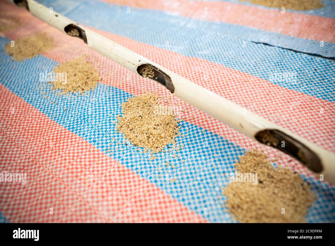 L'uso di un'asta di campionamento consente agli addetti al magazzino di campionare la qualità del sesamo in un sacco di tela di sacco in tutta la busta senza aprirlo. Regione di Boucle de Mouhoun, Burkina Faso, Africa occidentale. Foto Stock