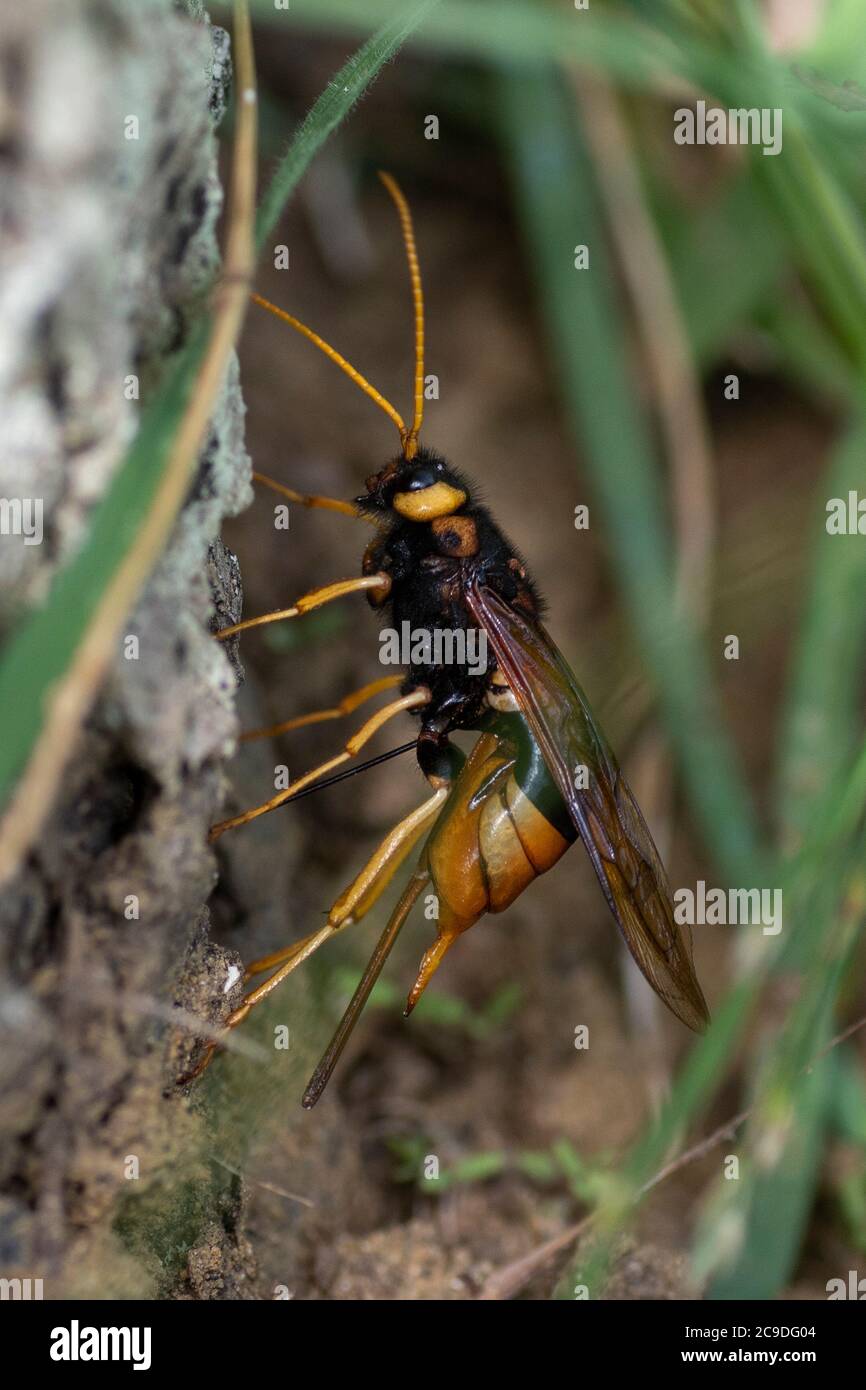 Femmina di legno Wasp (Urocerus gigas) che depone le uova in un albero Foto Stock