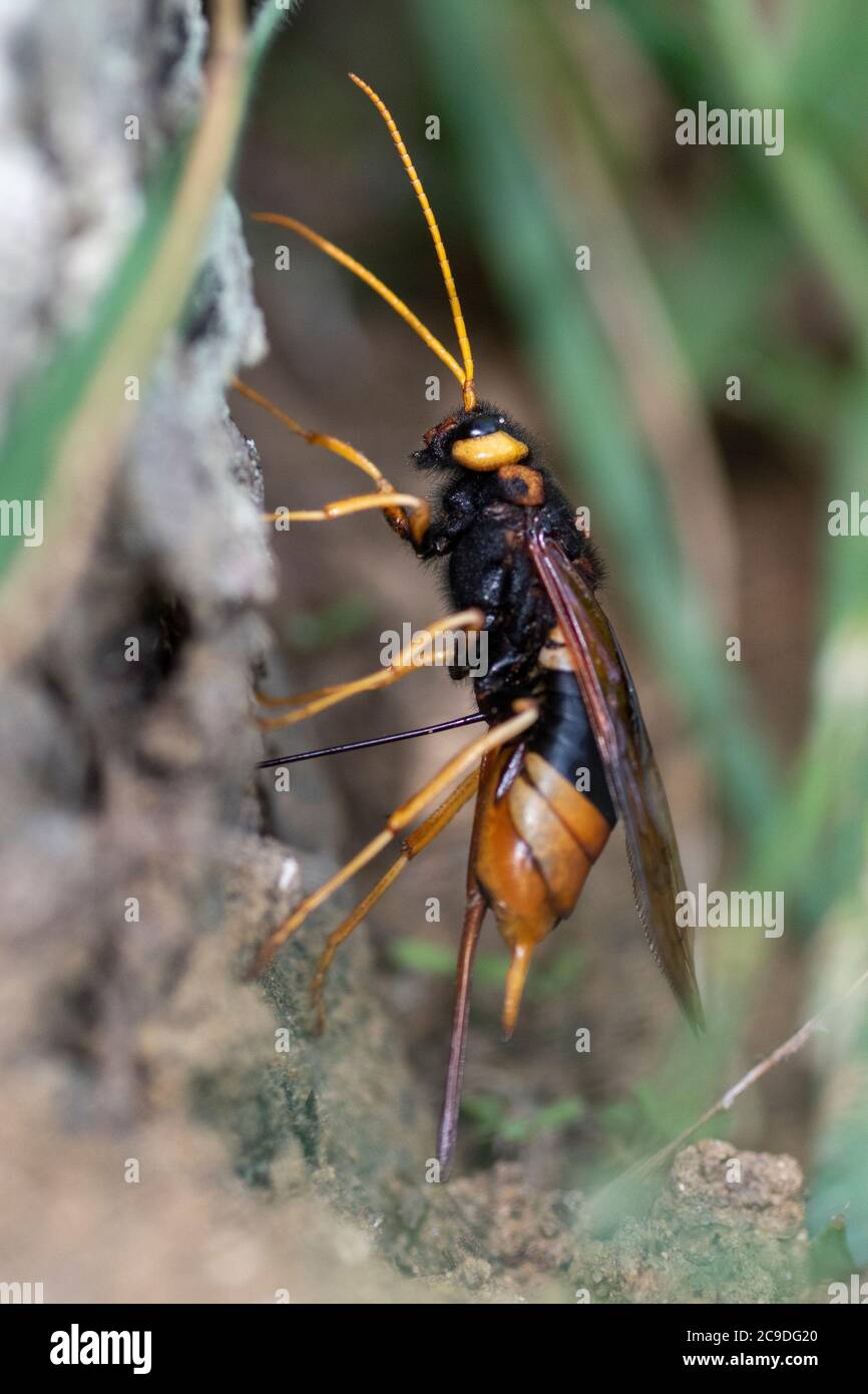 Femmina di legno Wasp (Urocerus gigas) che depone le uova in un albero Foto Stock