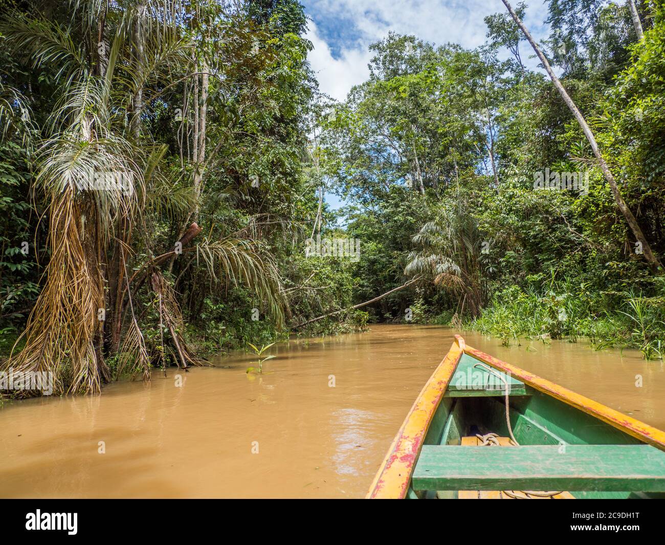 Vista dalla barca di legno sulla parete di verde foresta tropicale e l'albero con fiori gialli sul bordo della laguna nella giungla amazzonica, inferno verde Foto Stock