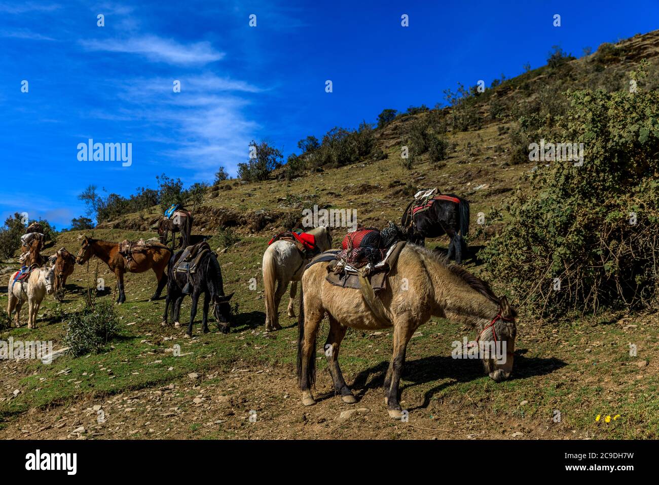 Gli asini dei vettori mangiano prima dell'inizio del viaggio Foto Stock