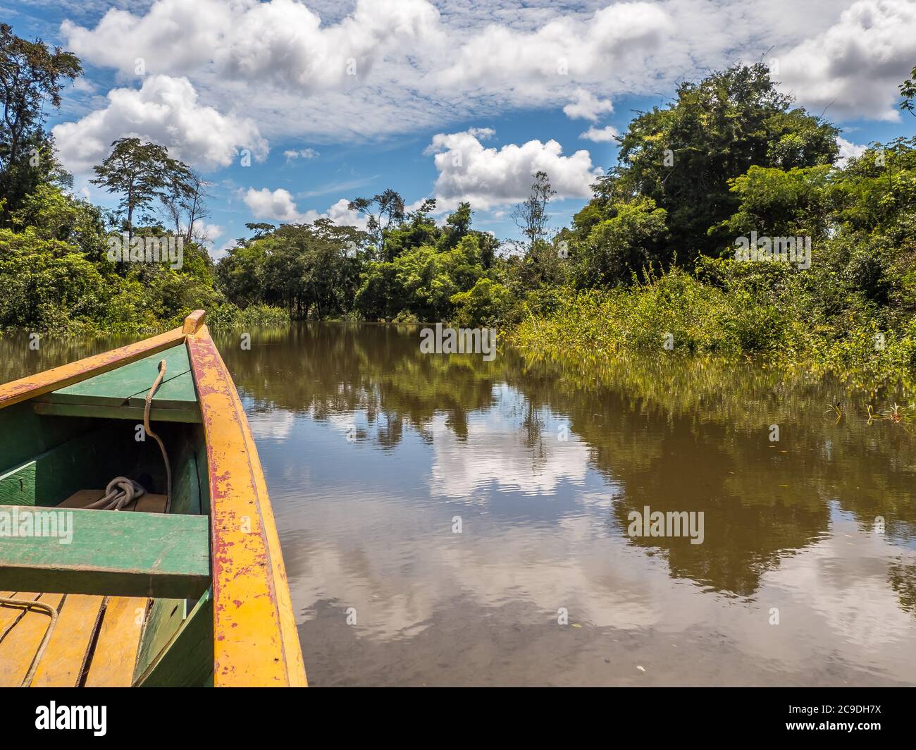 Vista dalla barca di legno sulla parete di verde foresta tropicale e l'albero con fiori gialli sul bordo della laguna nella giungla amazzonica, inferno verde Foto Stock