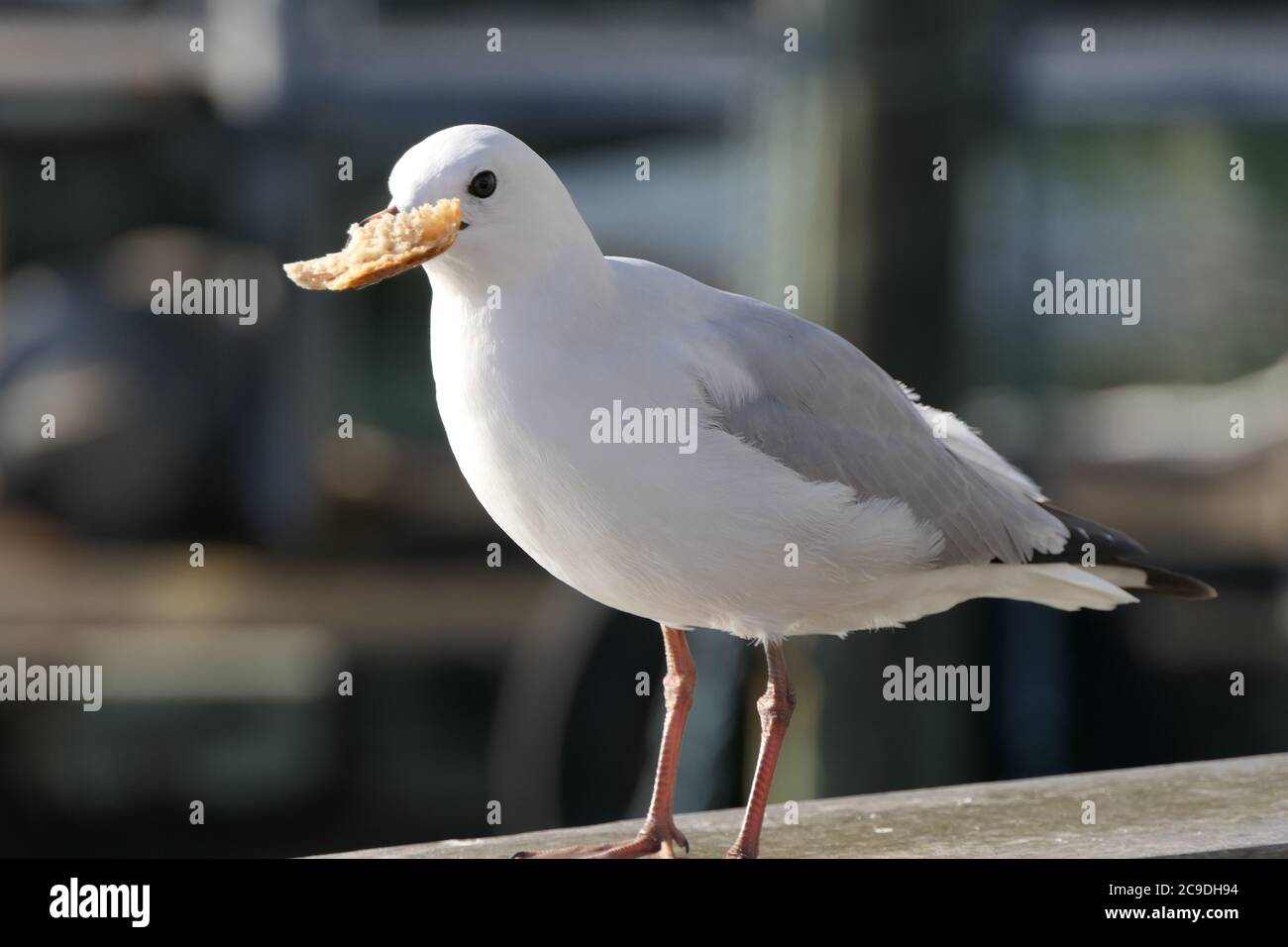 Primo piano di un gabbiano che mangia un pezzo di pane Foto Stock