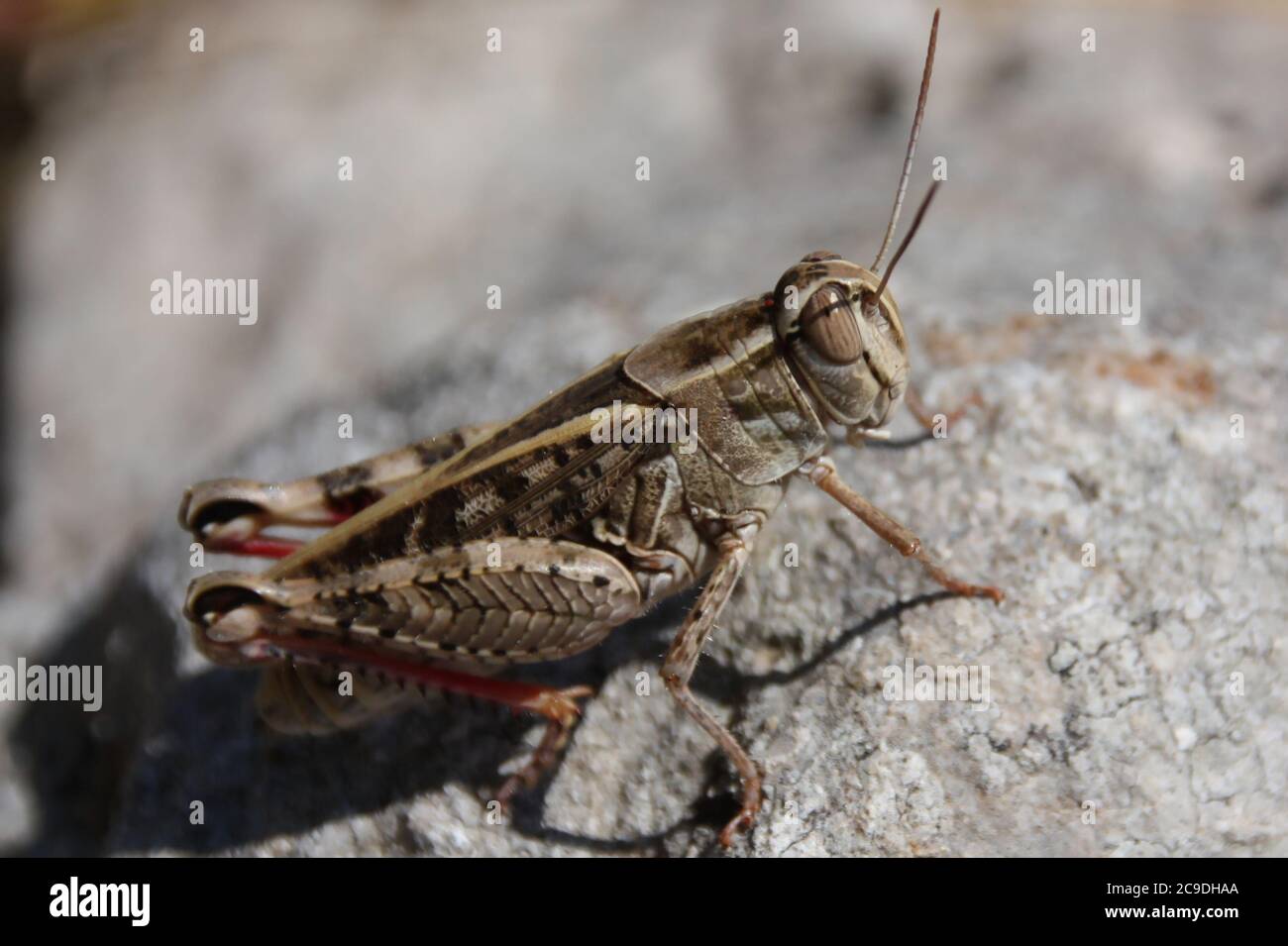 una grande locusta si siede al sole su una pietra Foto Stock