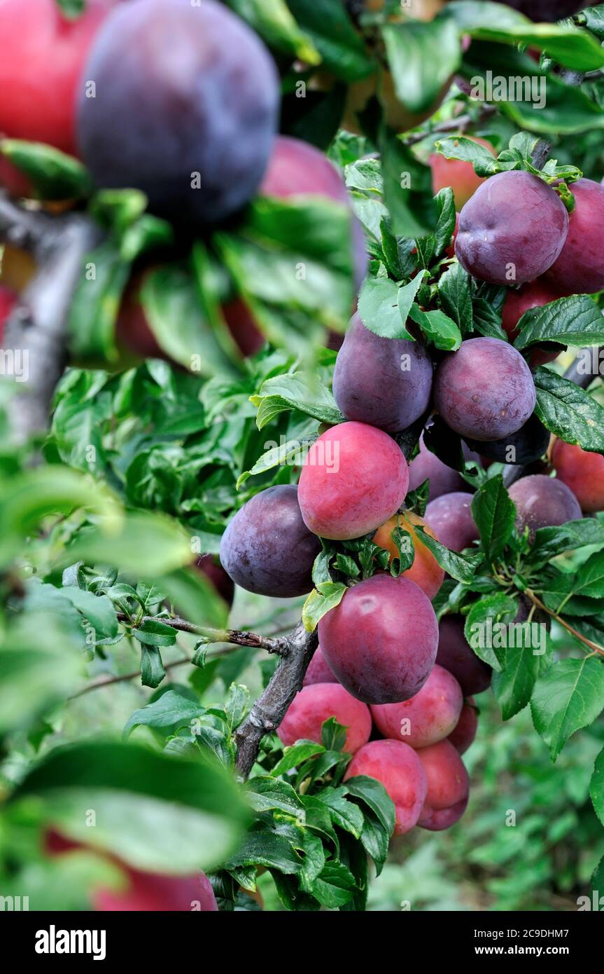 prugne di ciliegio mature su un ramo di albero nel frutteto, composizione verticale, colore selettivo Foto Stock