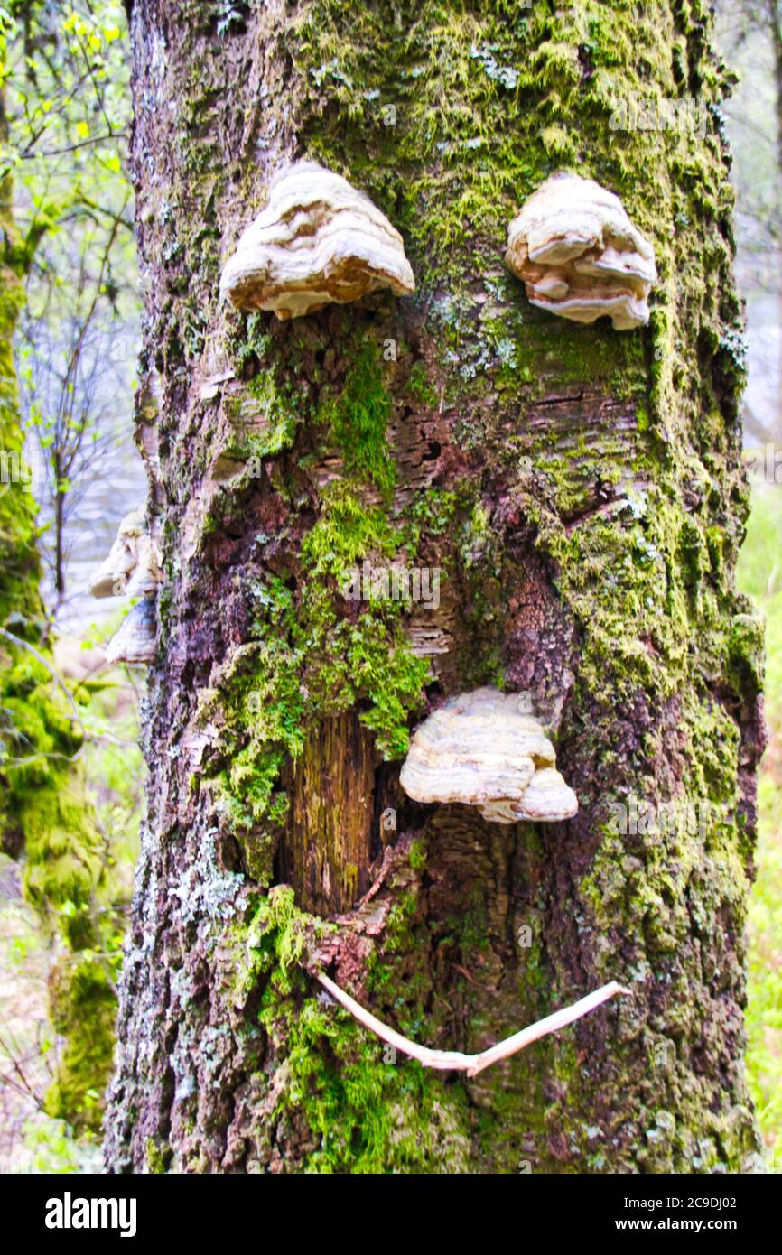 I funghi di legno crescono dall'albero a fanno un viso sorridente Foto Stock