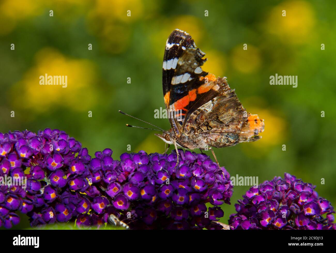 Farfalla Atalanta su fiore viola del lilla estivo Foto Stock