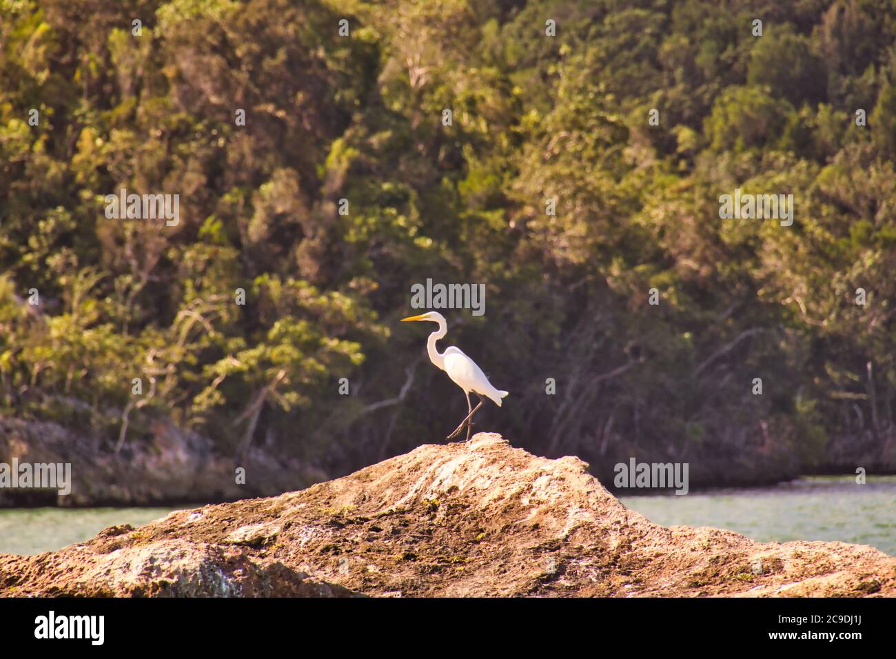 Grande airone bianco appollaiato su Big Rocks pazientemente in attesa di Pesce Foto Stock