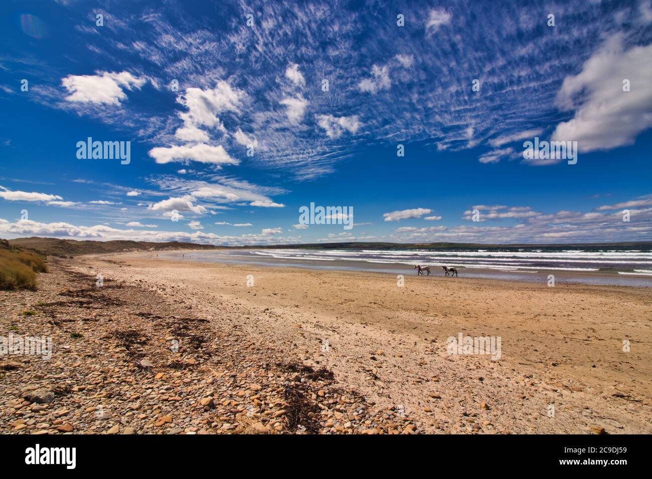 cavalli in una spiaggia in scozia Foto Stock
