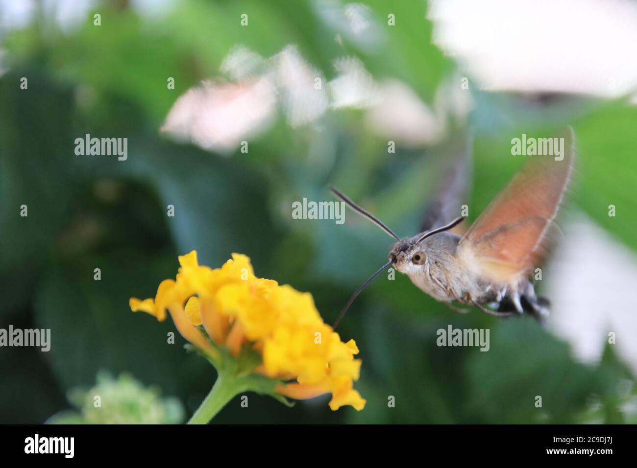 un hummingbird falkmoth a un fiore giallo Foto Stock