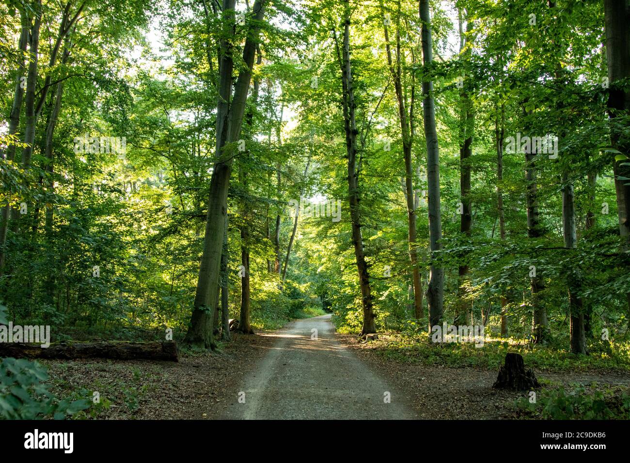 passerella in una foresta, verde foglie, luce solare, all'aperto Foto Stock