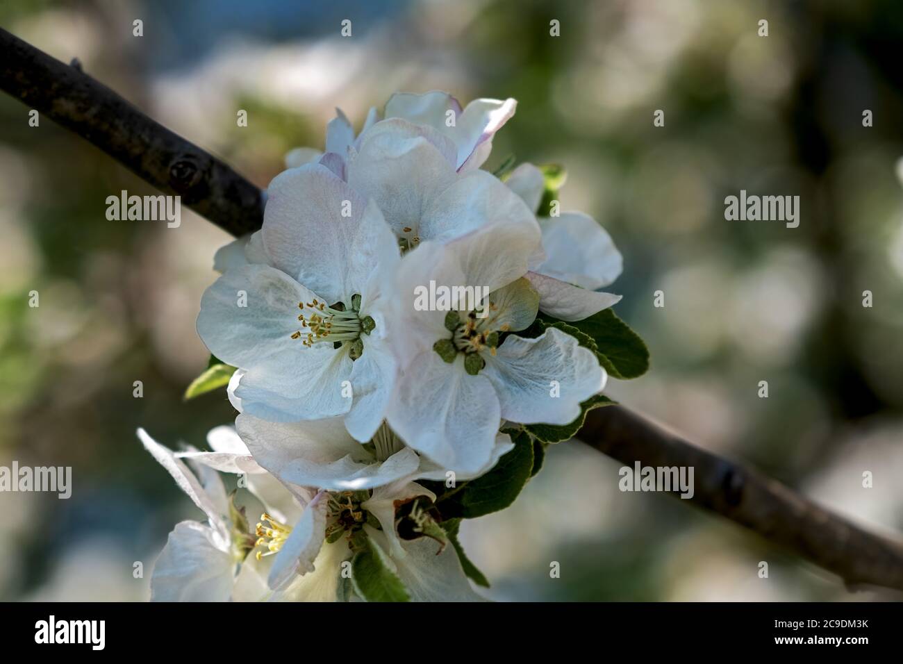 ramo fiorito di un albero da frutto in primavera Foto Stock