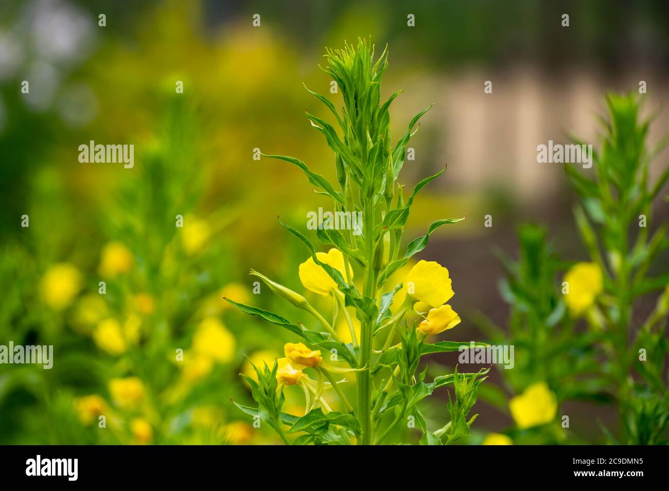 Raccolta botanica di piante medicinali ed erbe, Oenotera parviflora o Primrose della sera settentrionale ha usato aromaterapia e medicina in estate Foto Stock